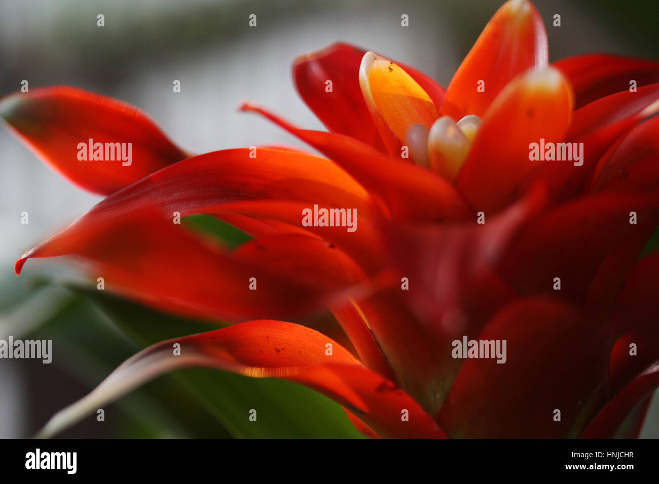 Bromeliad di Guzmania sp. è un membro di monocotiledone piante fiorite. Foto Stock