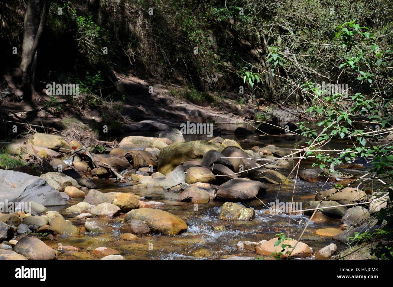 La bellezza naturale del bush australiano, il fiume e la macchia nativa Foto Stock