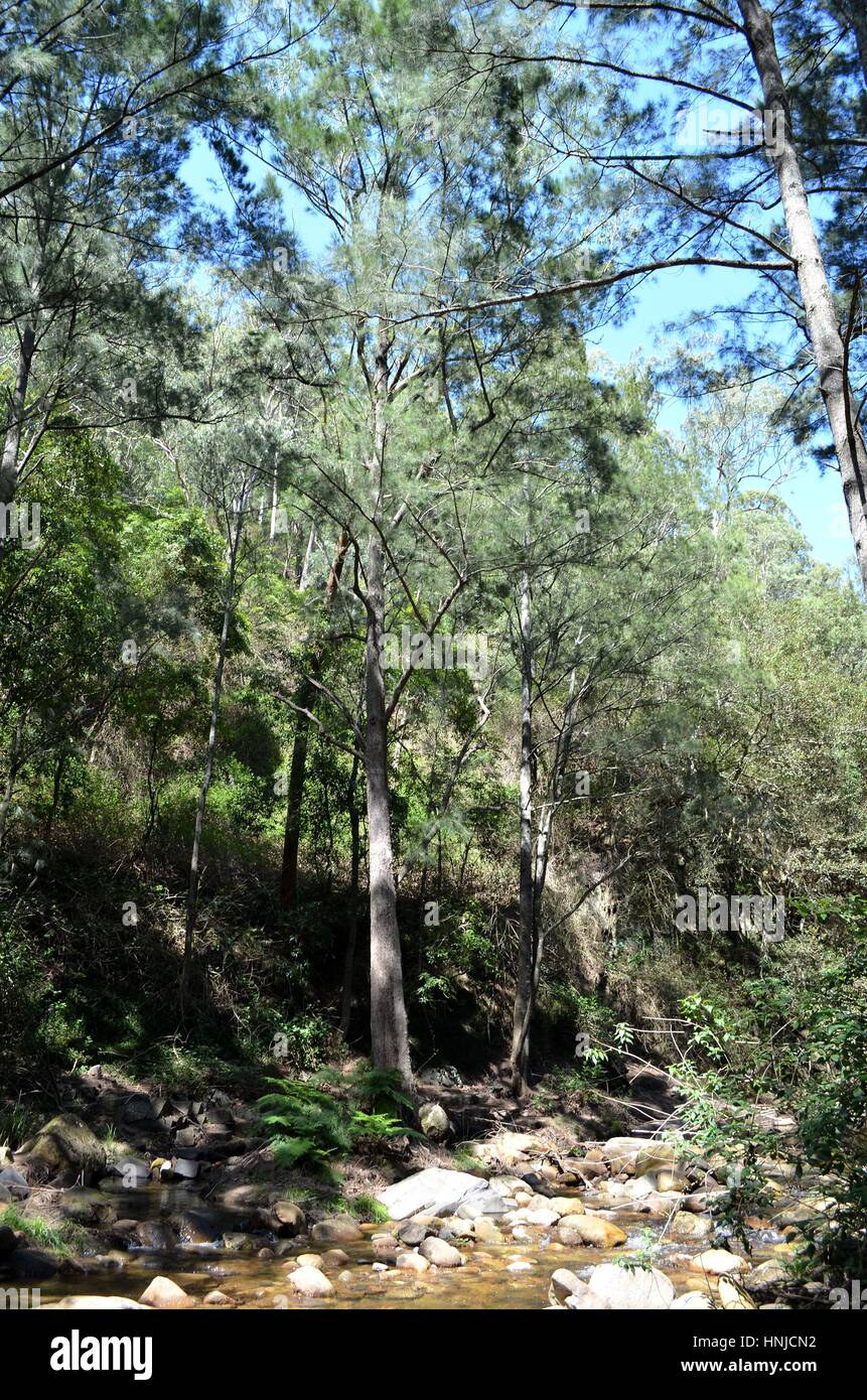 La robustezza del bush australiano da riverbank Foto Stock