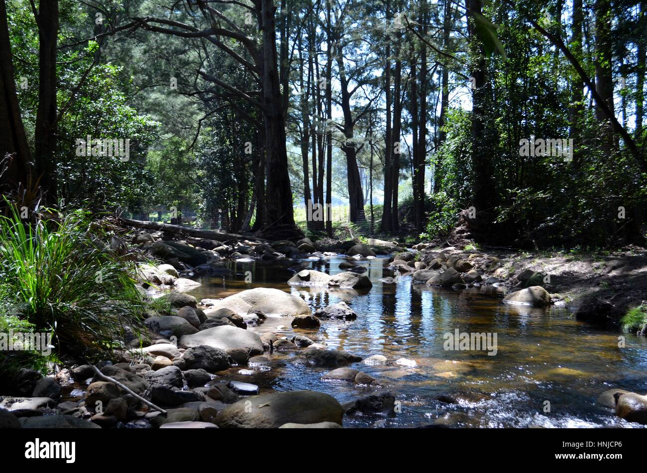 Catturare la bellezza della macchia naturale dal fiume in Australia Foto Stock