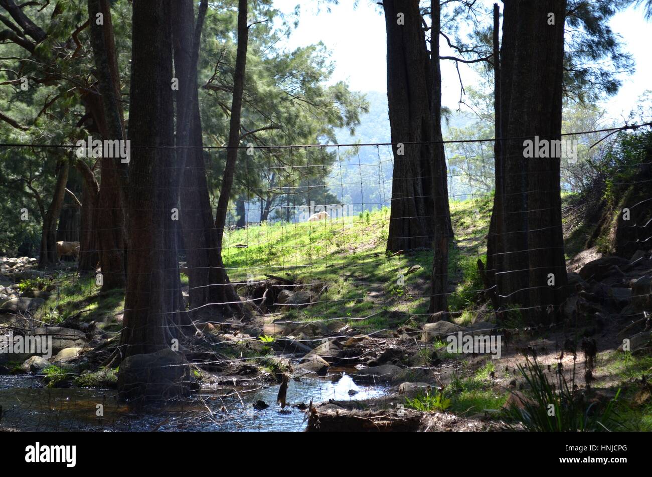 Recinto di filo guardando molto fuori luogo in un glorioso Fiume impostazione Australia Foto Stock
