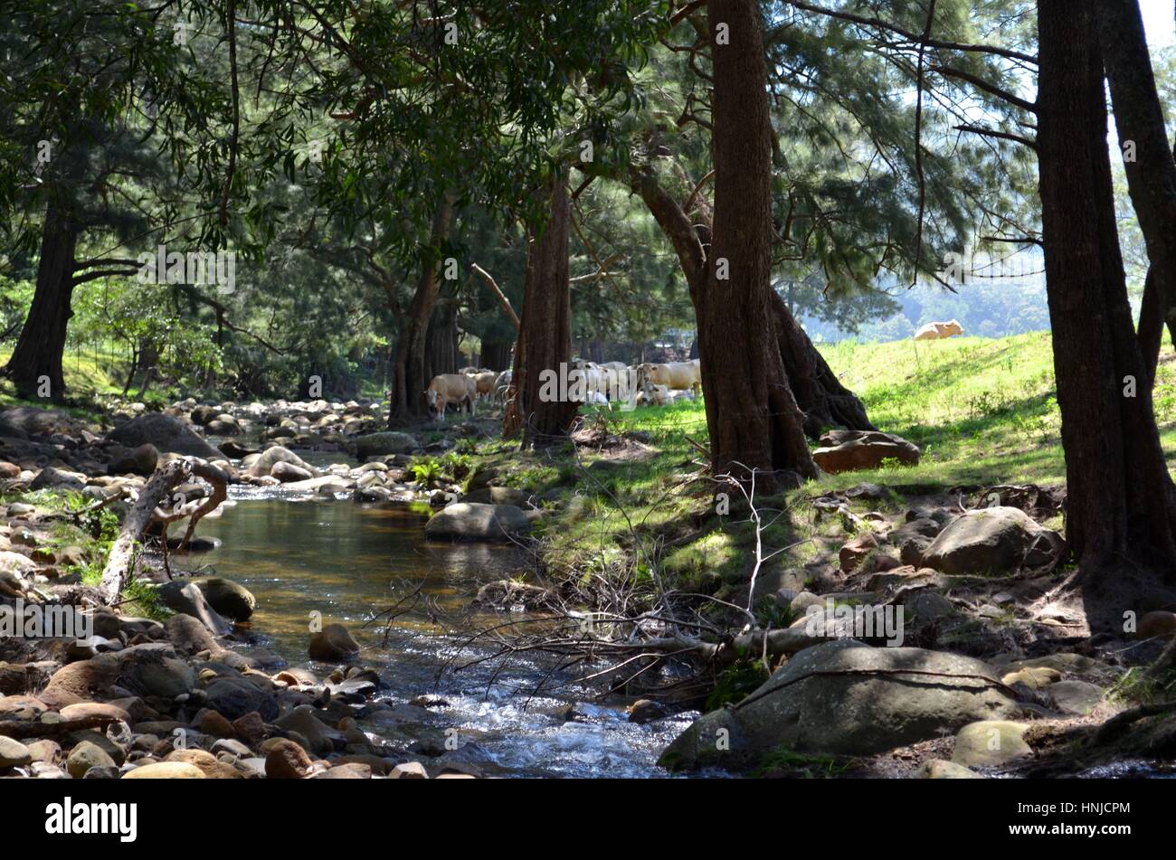 Catturare la bellezza della macchia naturale dal fiume in Australia Foto Stock