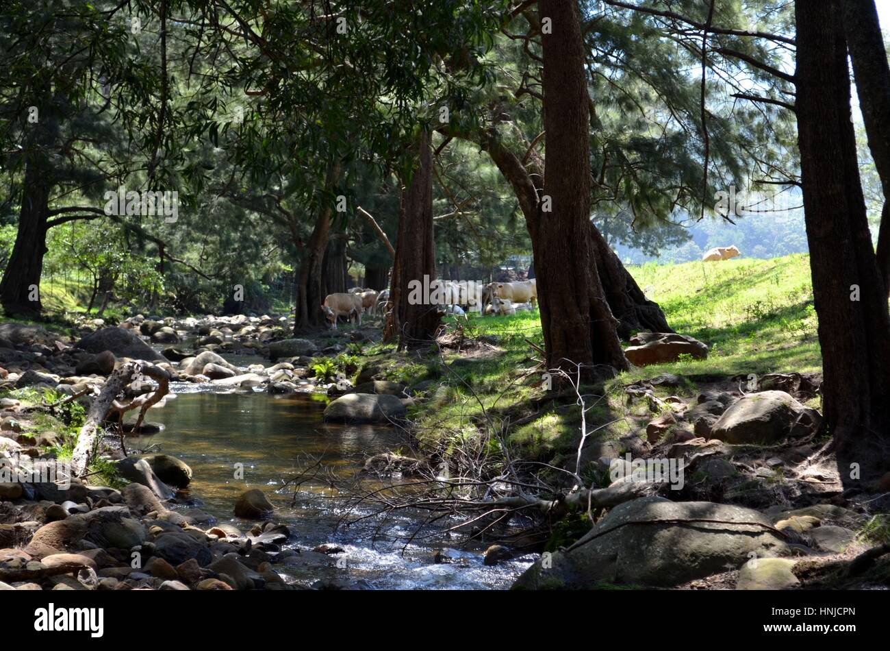 Catturare la bellezza della macchia naturale dal fiume in Australia Foto Stock