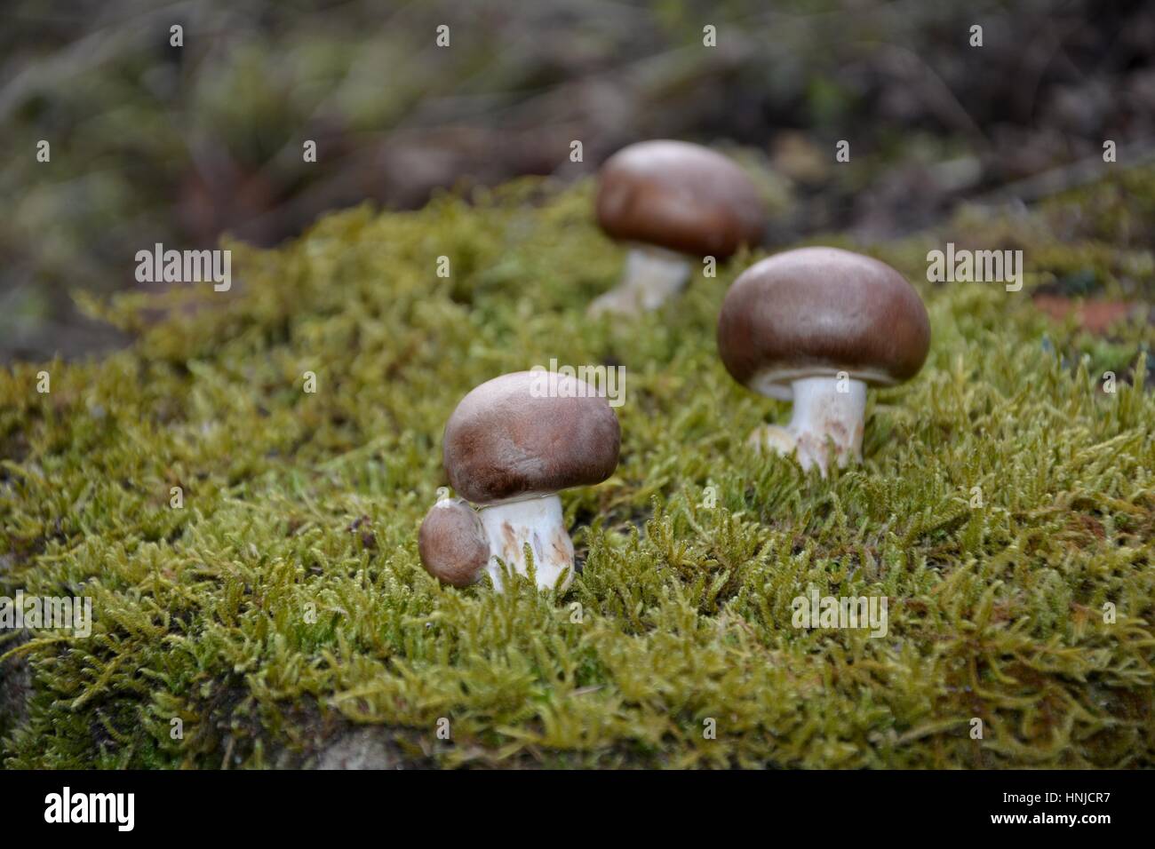 Tre marrone di funghi champignon (Agaricaceae) sul muschio verde nella natura Foto Stock