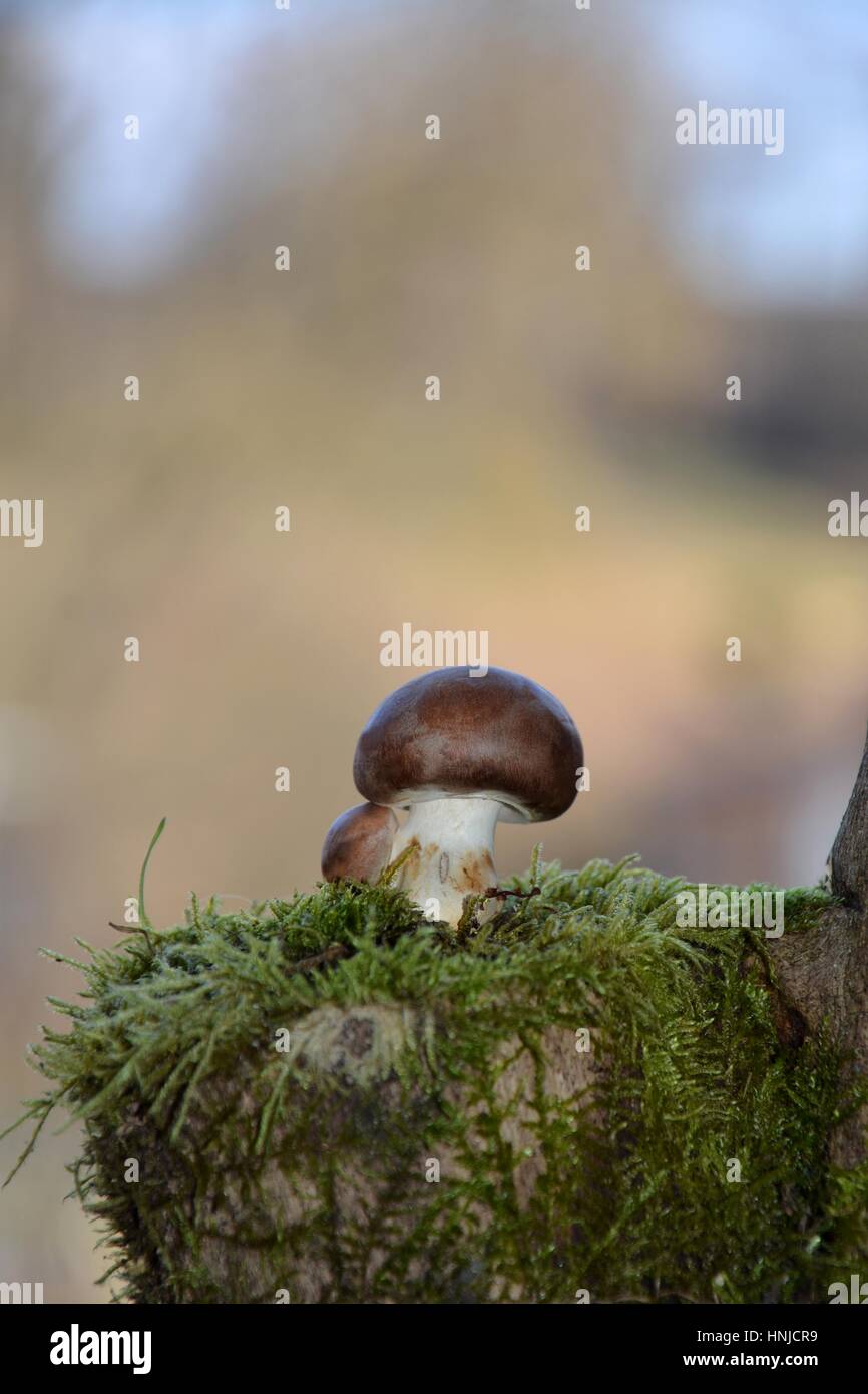 Un marrone di funghi champignon (Agaricaceae) sul muschio verde nella natura con luminosamente sfondo marrone Foto Stock