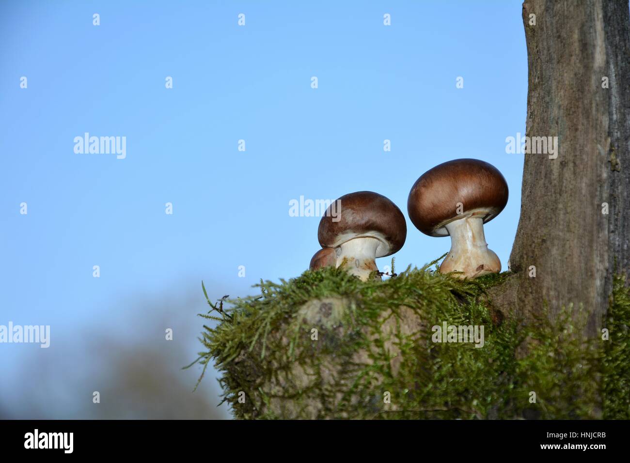 Due marrone di funghi champignon (Agaricaceae) sul muschio verde prima di cielo blu, sulla destra con tronco Foto Stock
