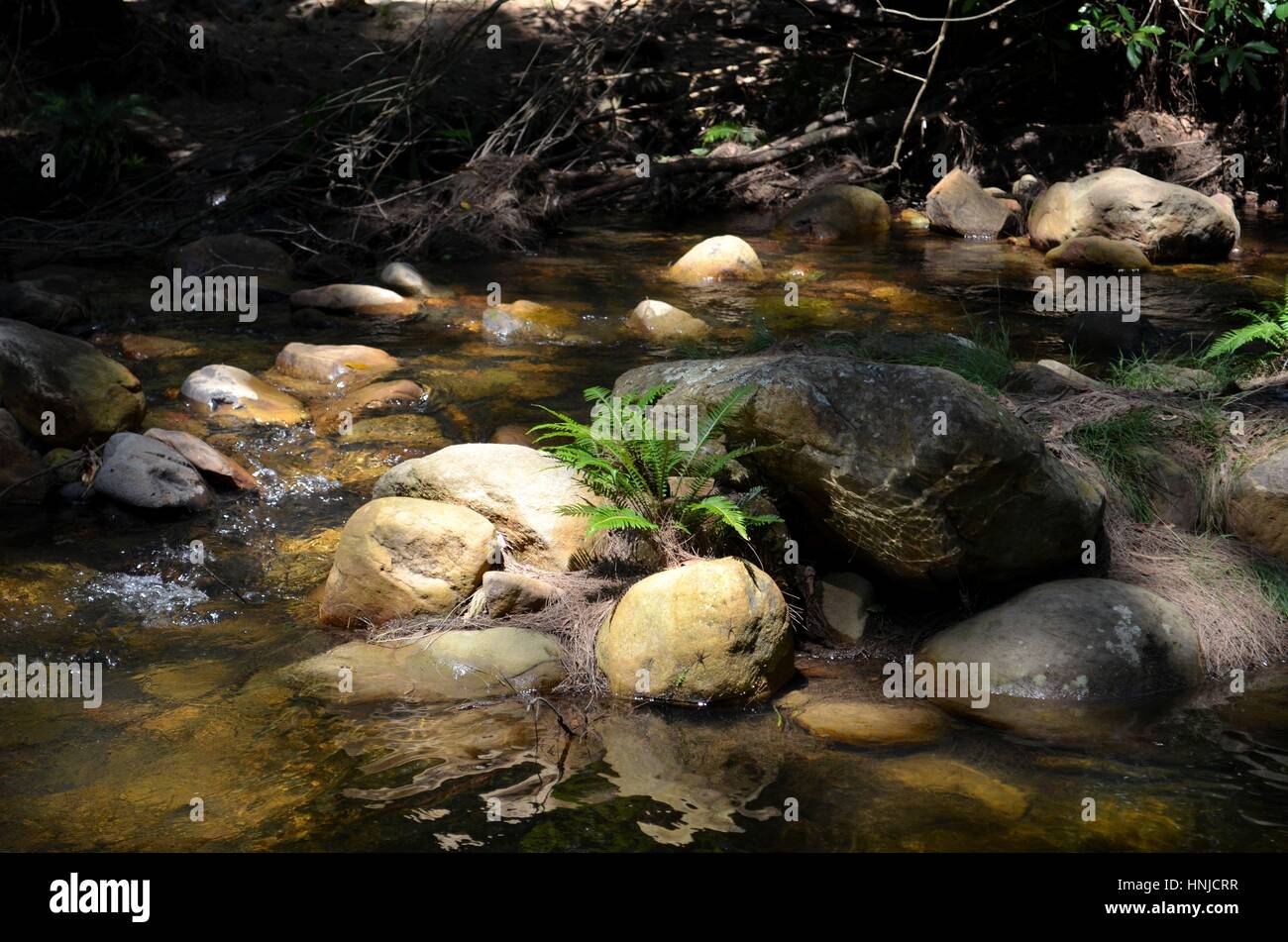 La felce che cresce su rocce con acqua di fiume che circonda Foto Stock