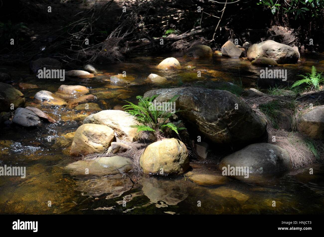 La felce che cresce su rocce con acqua di fiume che circonda Foto Stock