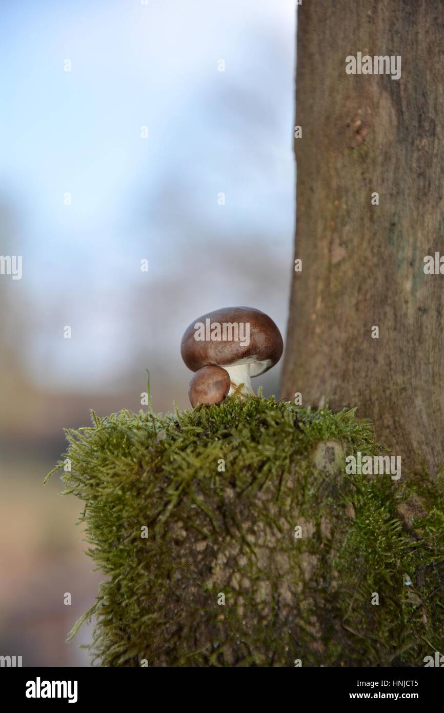 Un marrone di funghi champignon (Agaricaceae) sul muschio verde nella natura, sulla destra con tronco Foto Stock
