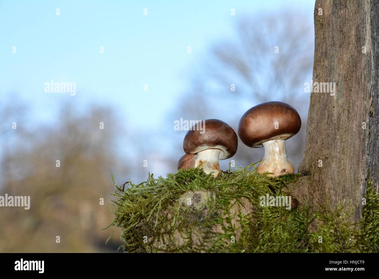 Due marrone di funghi champignon (Agaricaceae) sul muschio verde prima di cielo blu, sulla destra con tronco Foto Stock