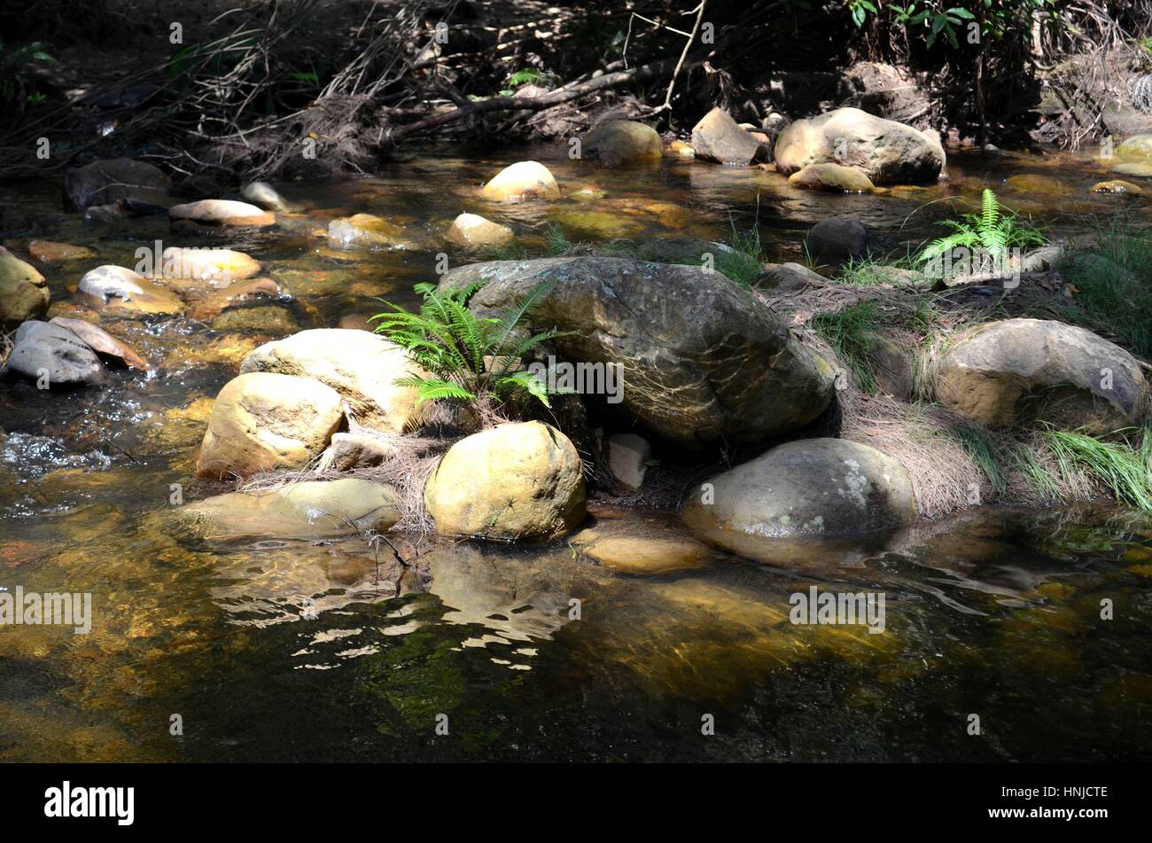 La felce che cresce su rocce con acqua di fiume che circonda Foto Stock