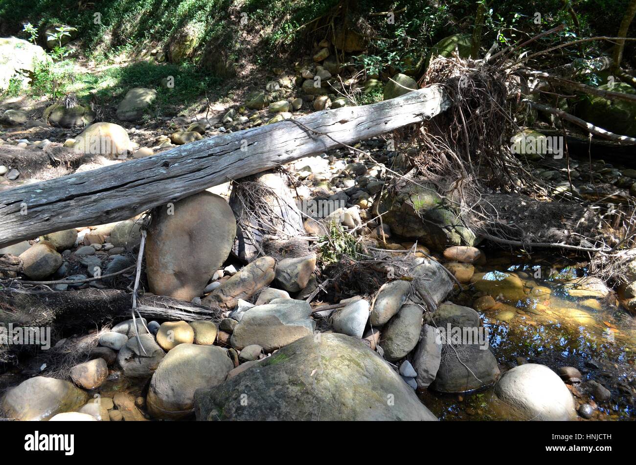 Albero caduto la formazione di ponte attraverso il fiume nella savana Australiana Foto Stock
