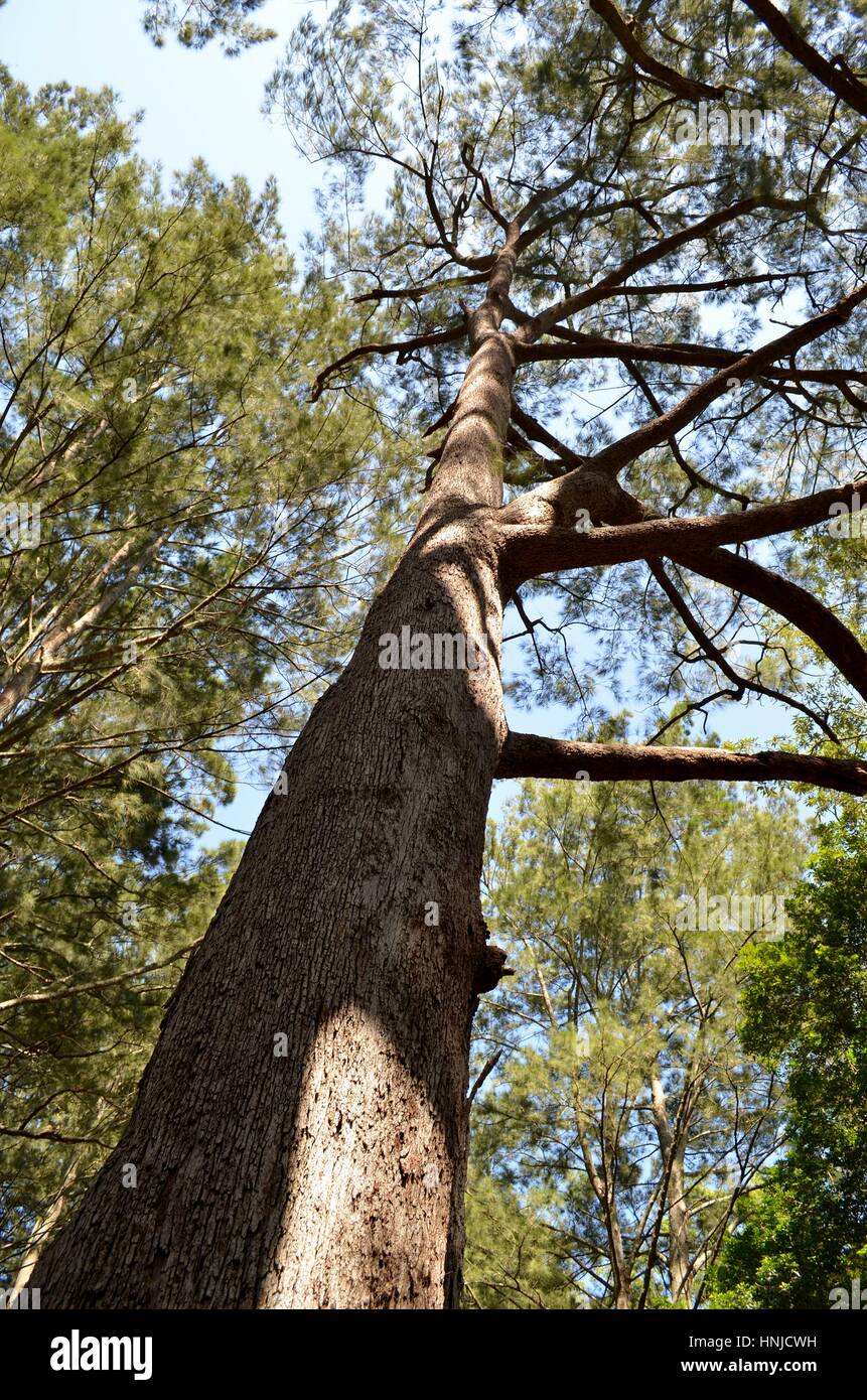 Guardando direttamente su un albero nella boccola cielino Foto Stock