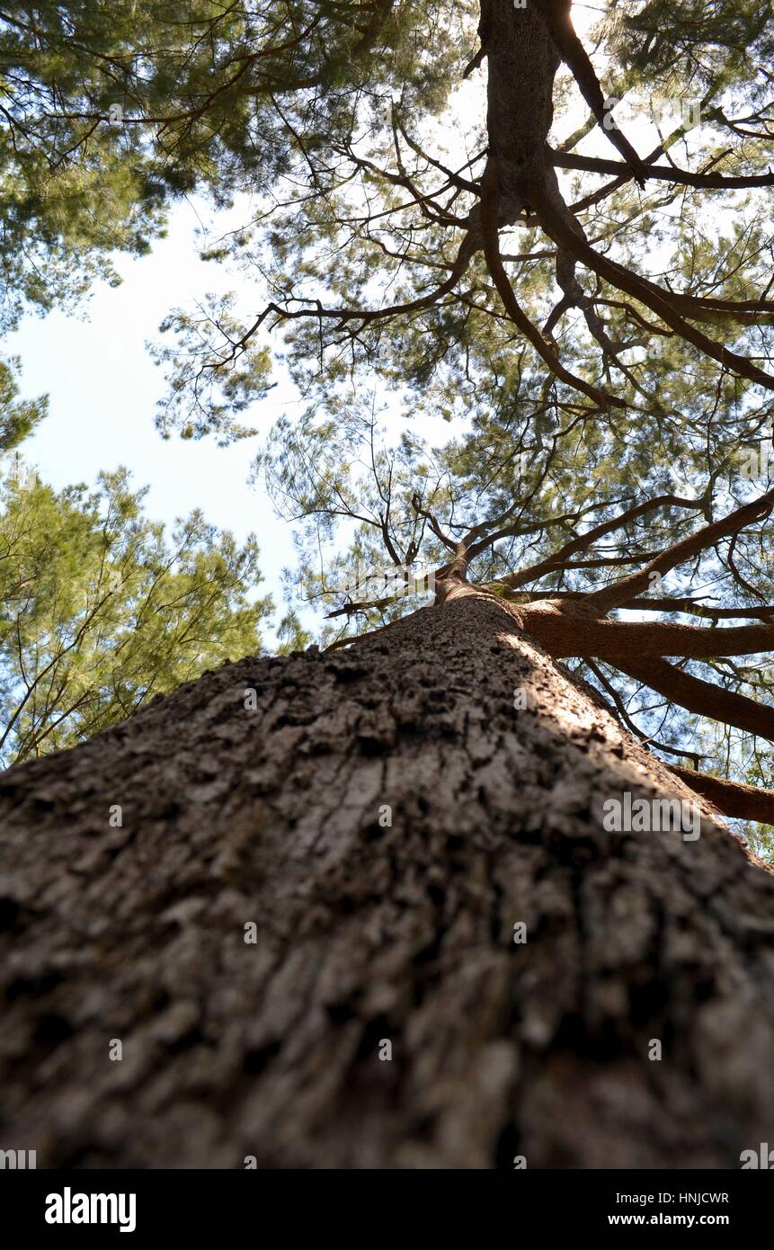 Guardando direttamente su un albero nella boccola cielino Foto Stock