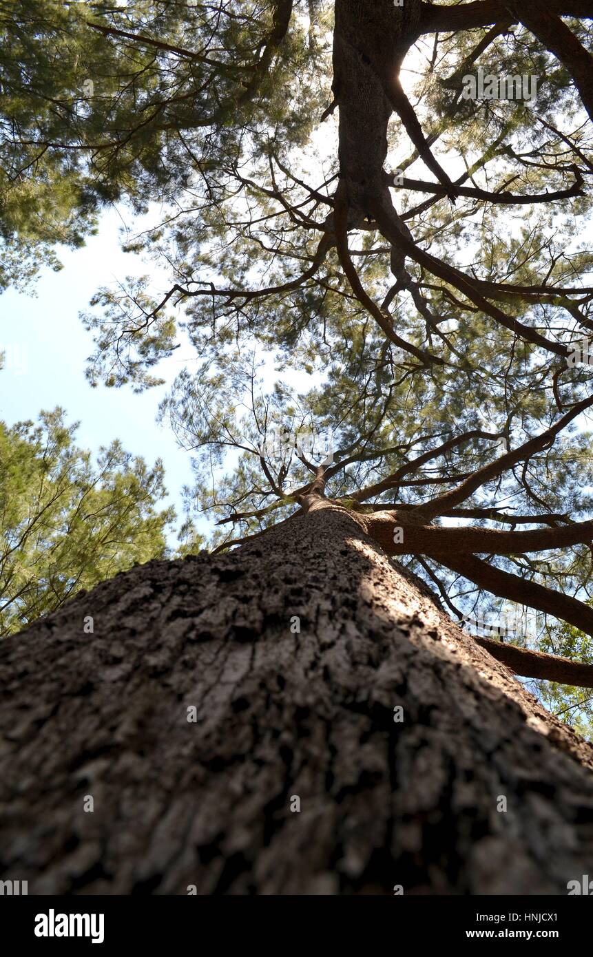 Guardando direttamente su un albero nella boccola cielino Foto Stock