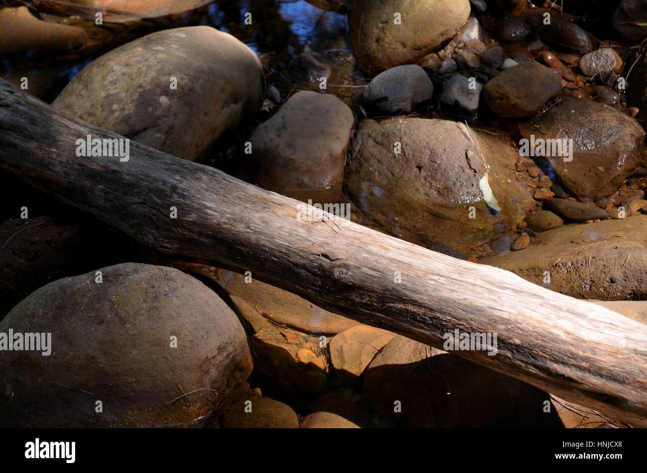 Albero caduto in un fiume formando un ponte naturale Foto Stock