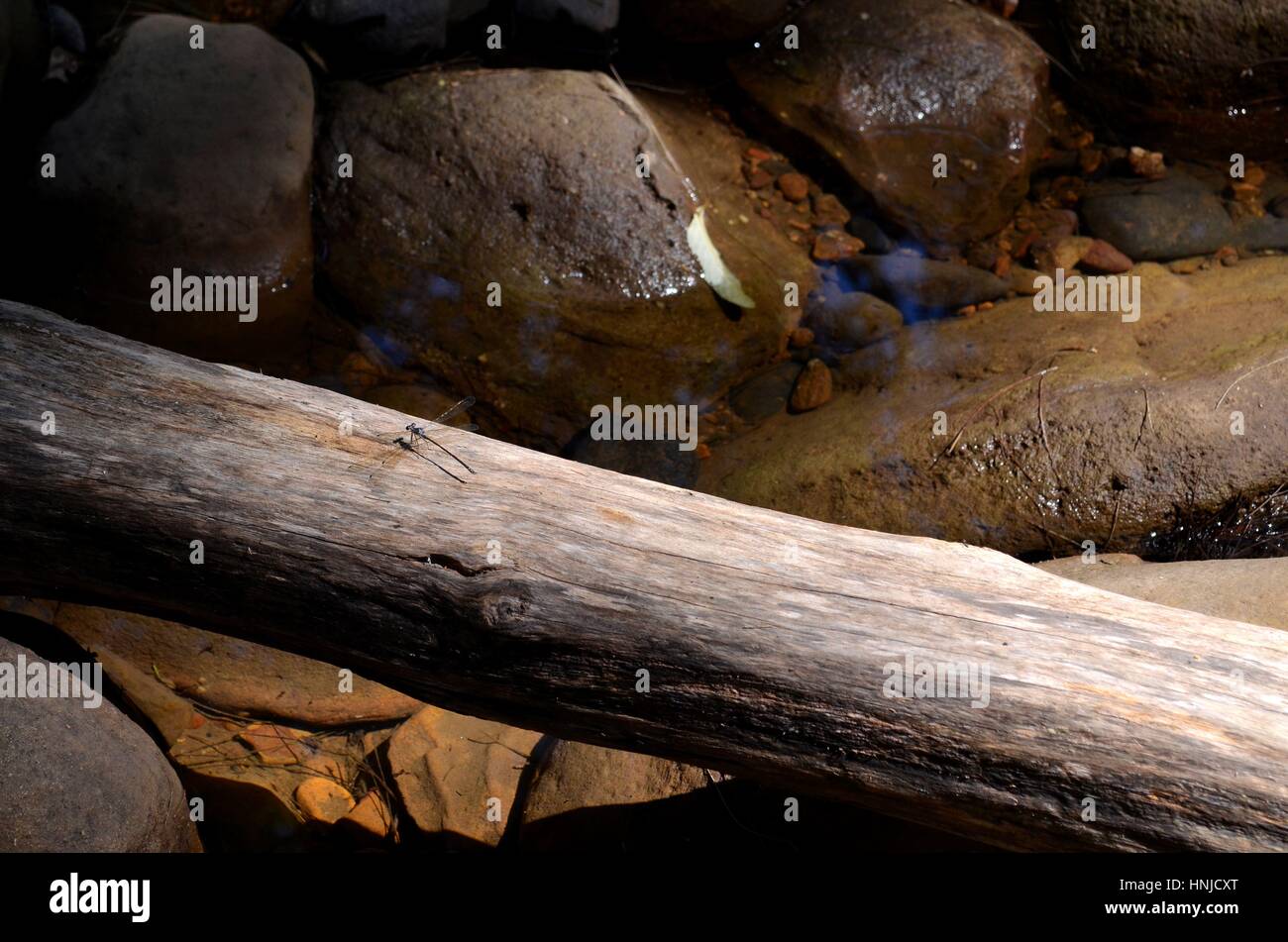 Albero caduto in un fiume formando un ponte naturale Foto Stock