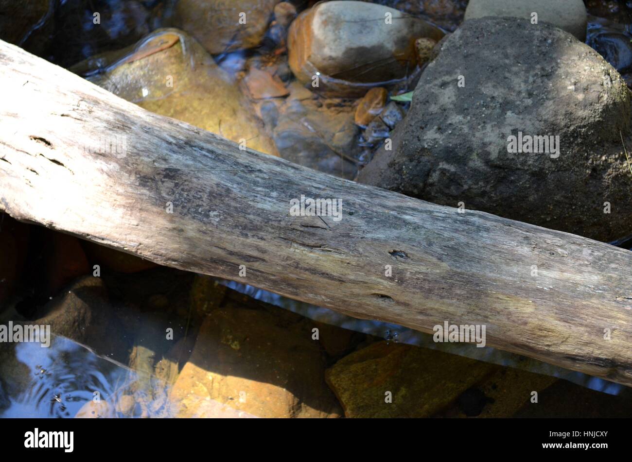 Albero caduto in un fiume formando un ponte naturale Foto Stock