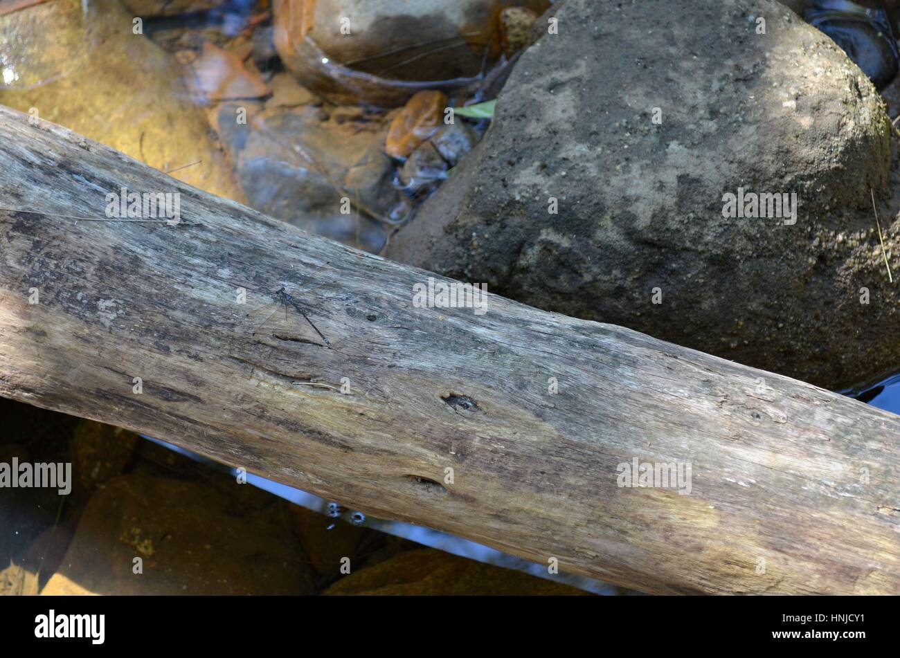 Albero caduto in un fiume formando un ponte naturale Foto Stock