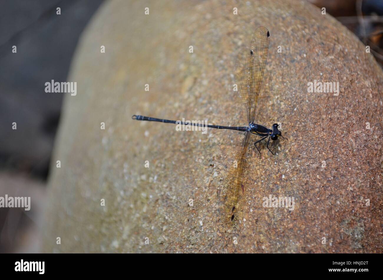 Close up Dragonfly sittling su pietra arenaria roccia di fiume Foto Stock