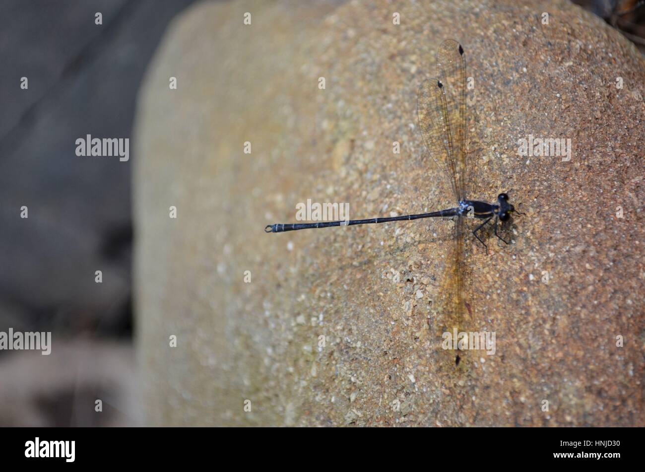 Dragonfly seduta su pietra arenaria roccia di fiume Foto Stock