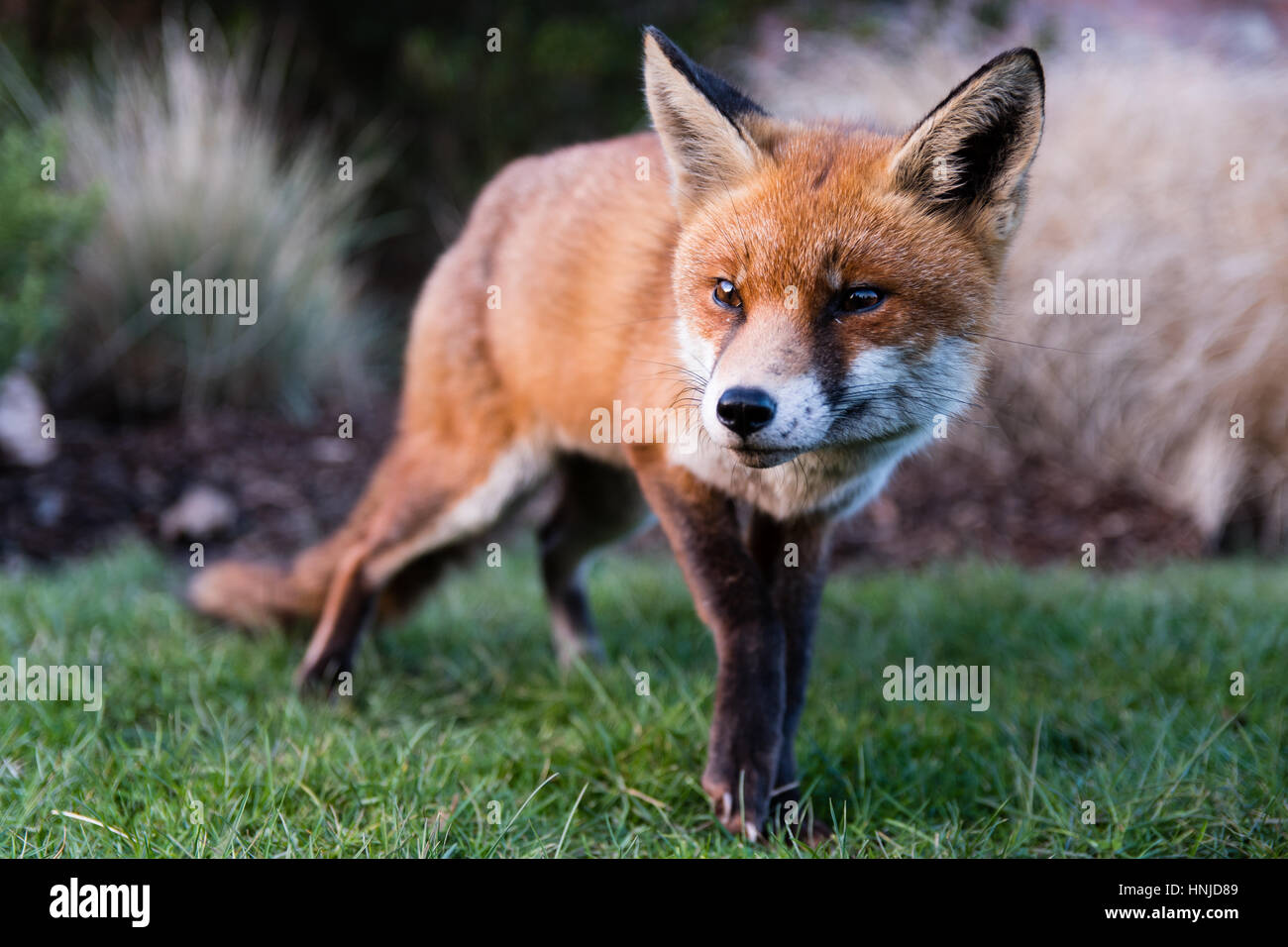 Urban volpe (Vulpes vulpes) in posizione di parcheggio in condizioni di luce diurna. Affamato animale zoppo cerca gli alimenti durante il pomeriggio in Bute Park, Cardiff Wales, Regno Unito Foto Stock