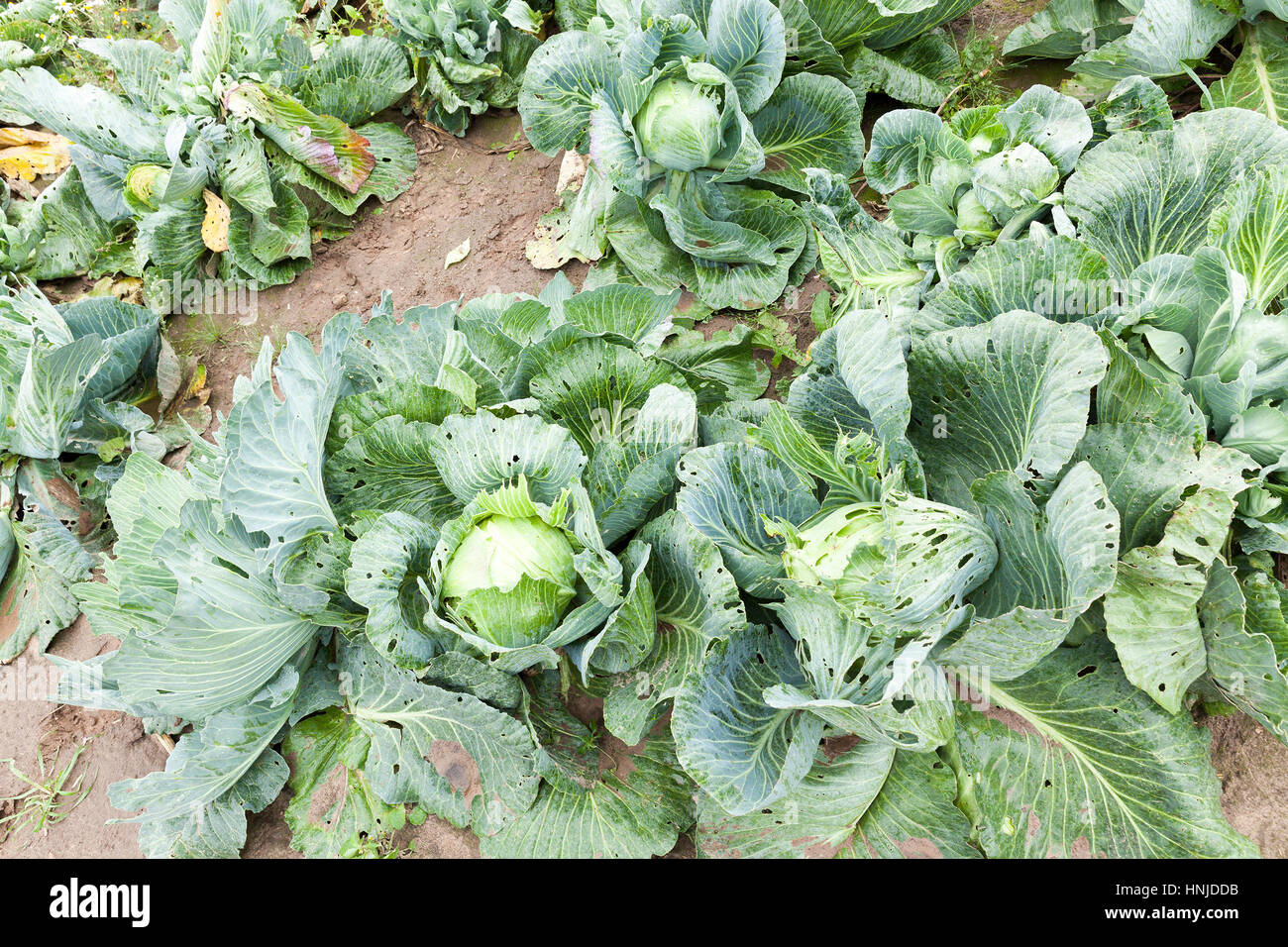 Campo agricolo su cui crescere mature cavolo verde. Foto scattata closeup. Cavolo in autunno e può essere visto tracce degli insetti hanno eate Foto Stock