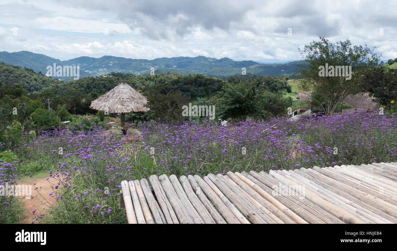 Sede di bambù, verbena fiore con vista montagna Foto Stock