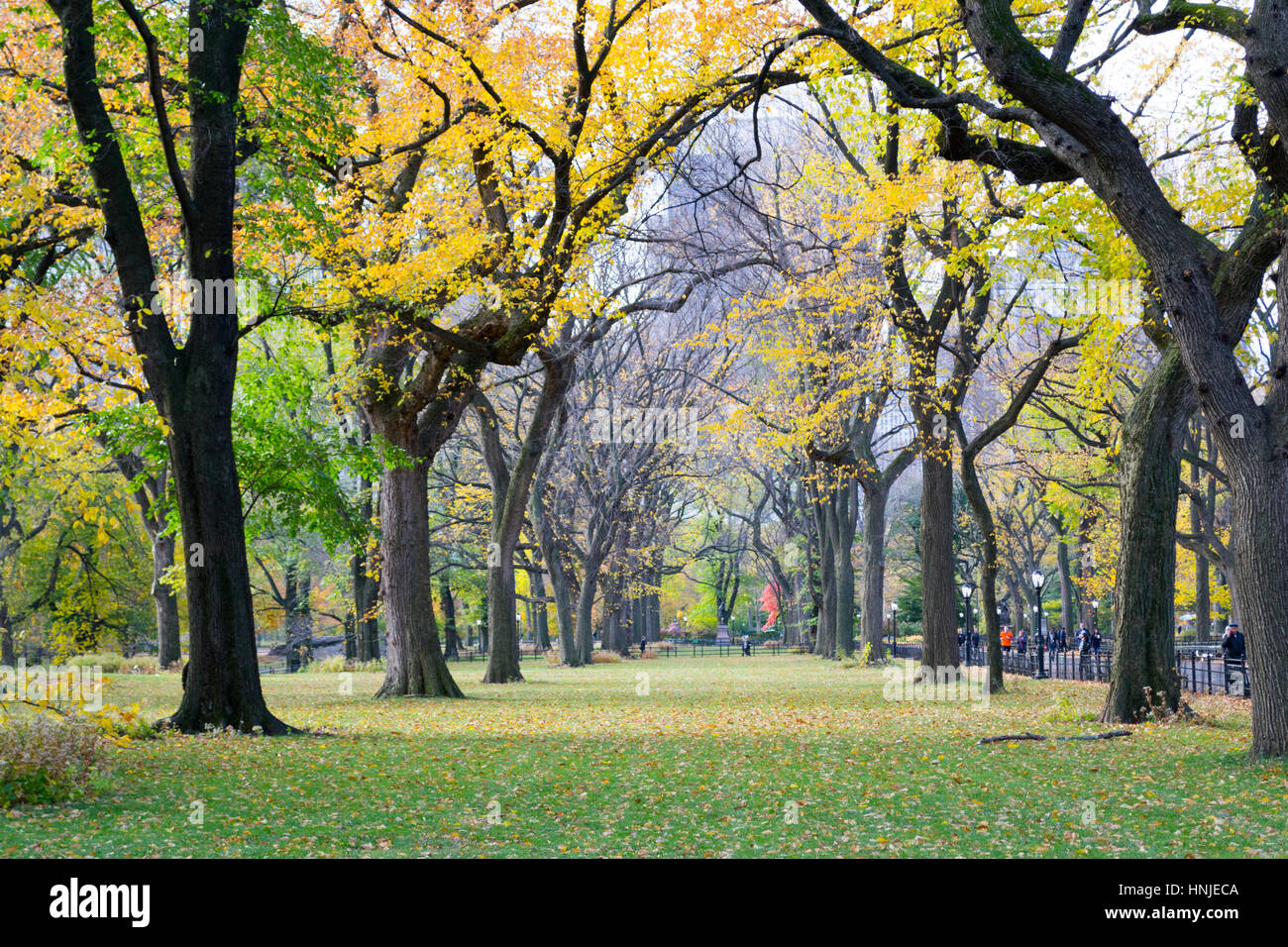 Il Mall e la Passeggiata letteraria nel parco centrale contiene uno dei bigest e ultimo rimane di American Elms Foto Stock
