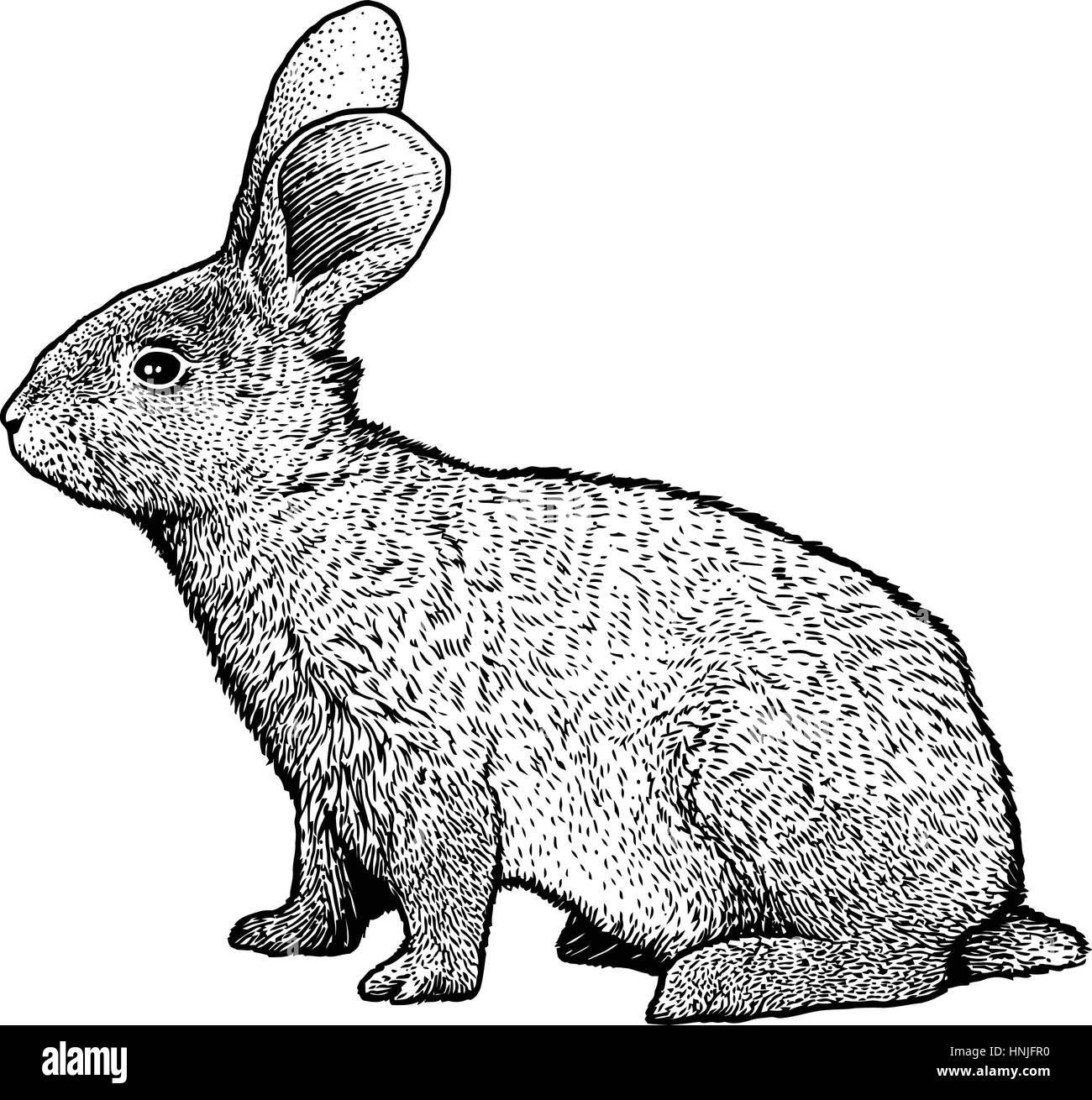 Illustrazione di coniglio, disegno, incisione, line art, realistici Illustrazione Vettoriale