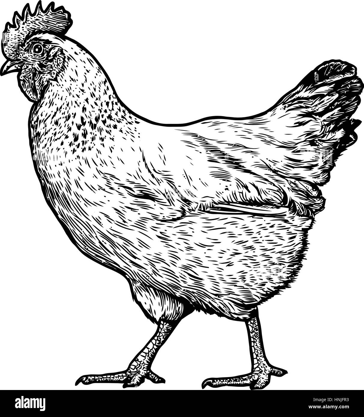 Illustrazione di pollo, disegno, incisione, line art, realistici Illustrazione Vettoriale