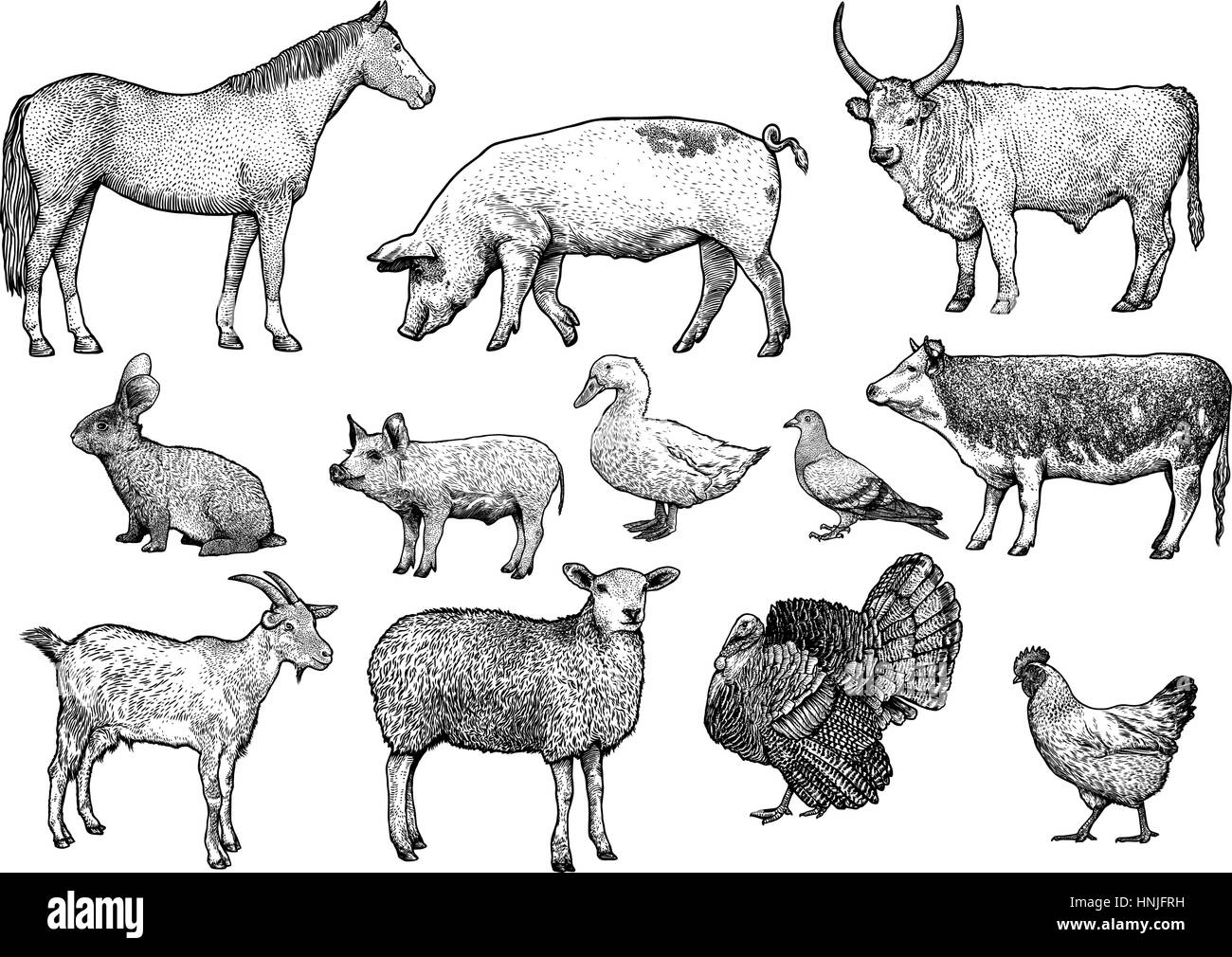 Animale da azienda imposta illustrazione, disegno, incisione, line art, realistici Illustrazione Vettoriale