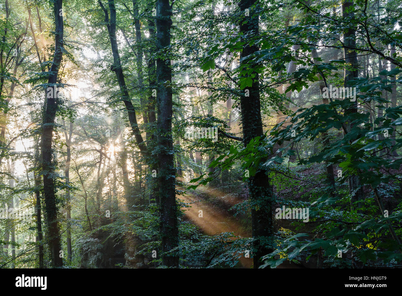 Luce della Sera nei boschi a Consdorf, Mullerthal Trail, Lussemburgo Foto  stock - Alamy