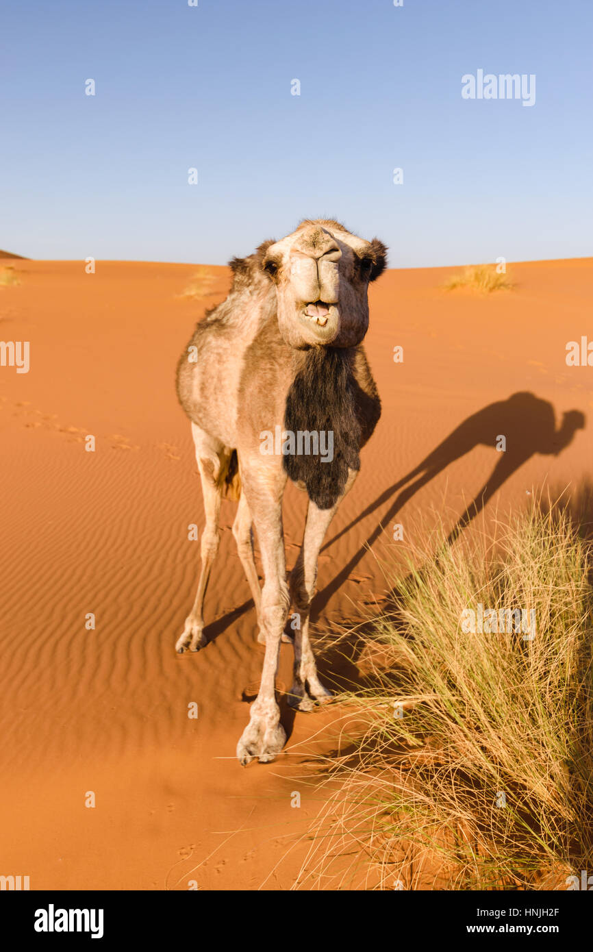 Camel guarda la fotocamera, Marocco Foto Stock
