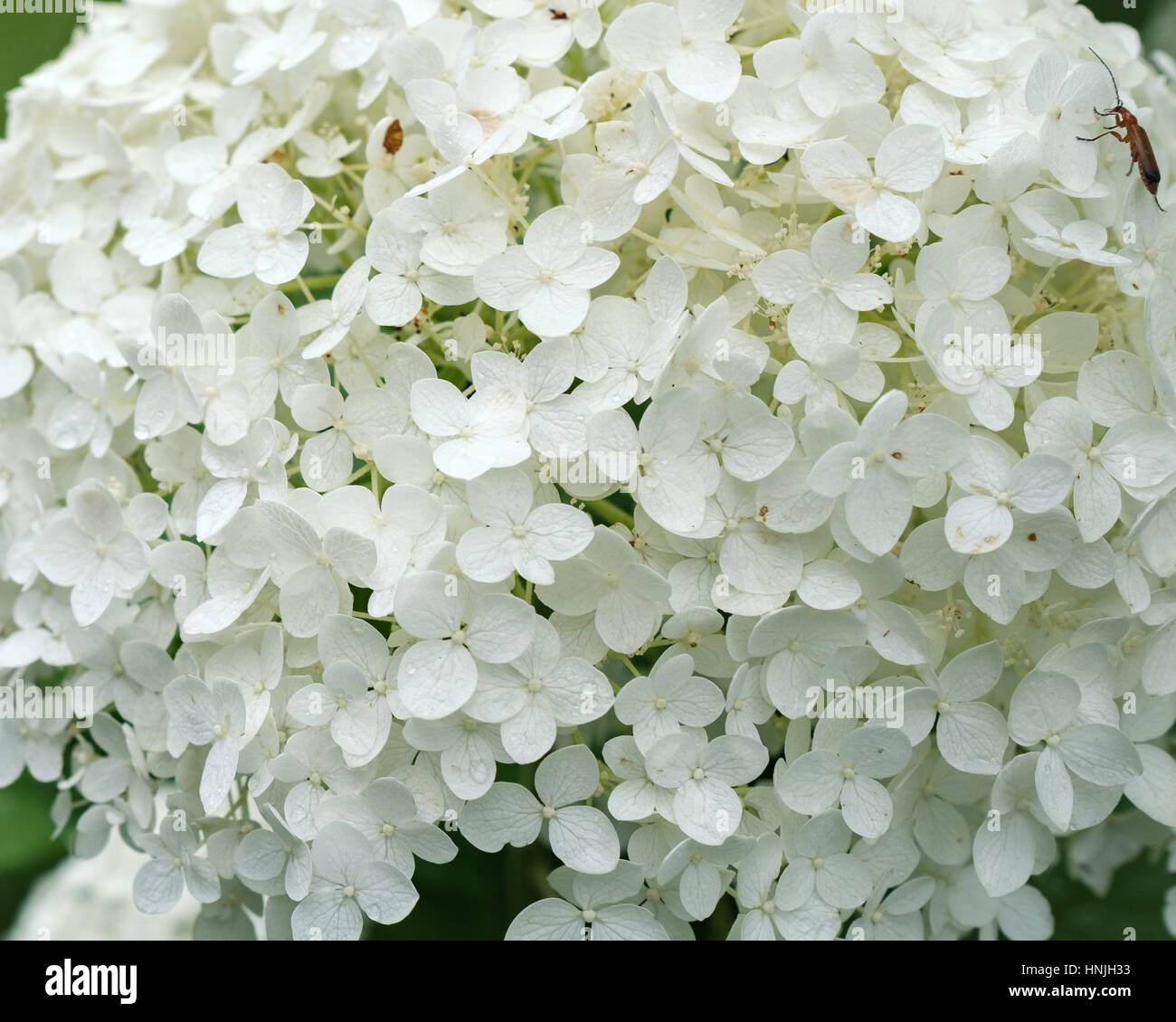 White Hydrangea ARBORESCENS " Annabelle' Fiore - close up Foto Stock