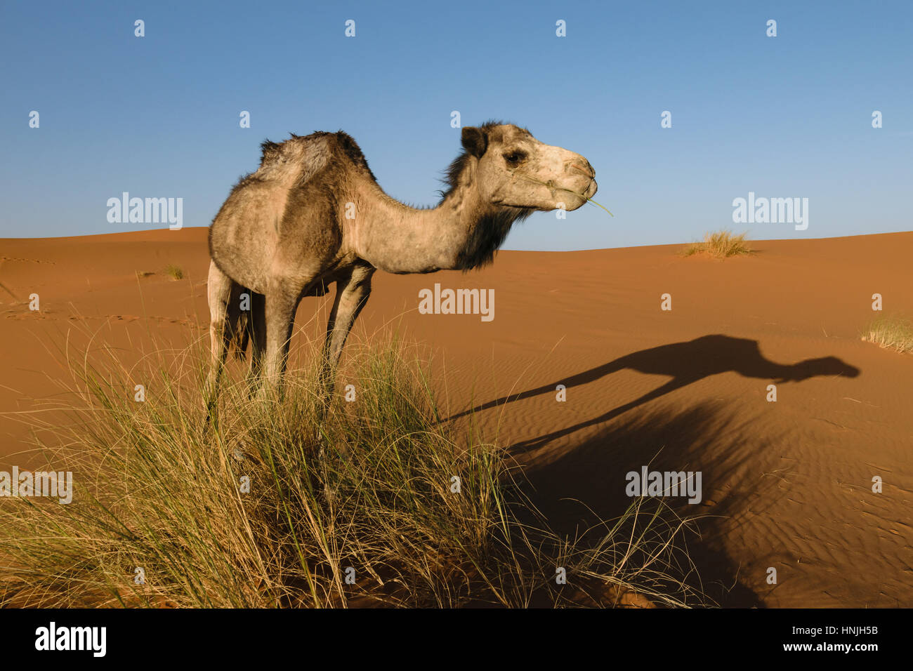 Lato del cammello con ombra sul terreno, Marocco Foto Stock