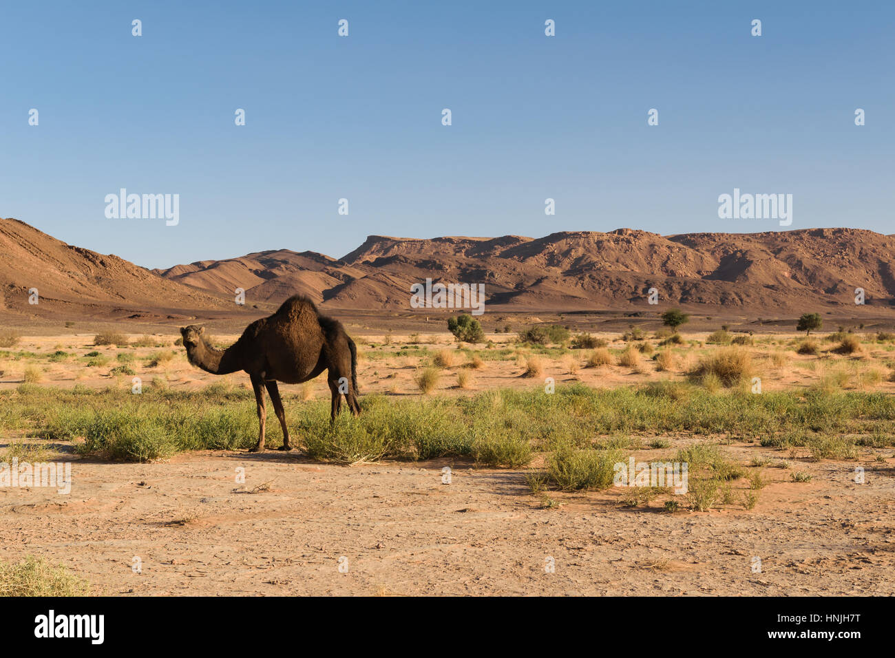 Il cammello arabo, Camelus dromedarius, vicino Ouzina, Marocco Foto Stock