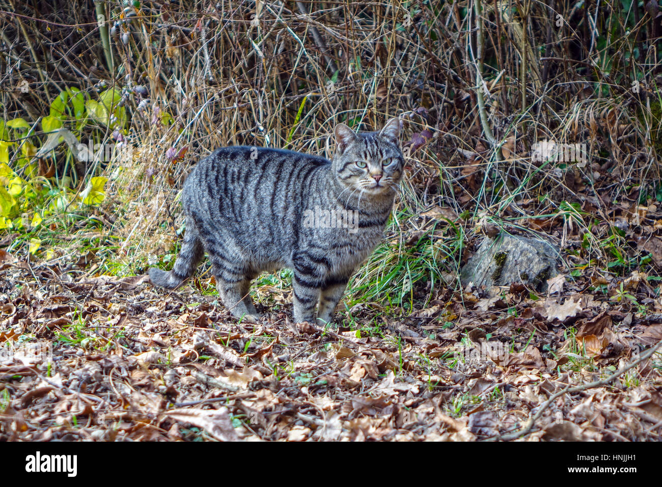 Grigio e bianco tabby cat tiger guardando intorno Foto Stock