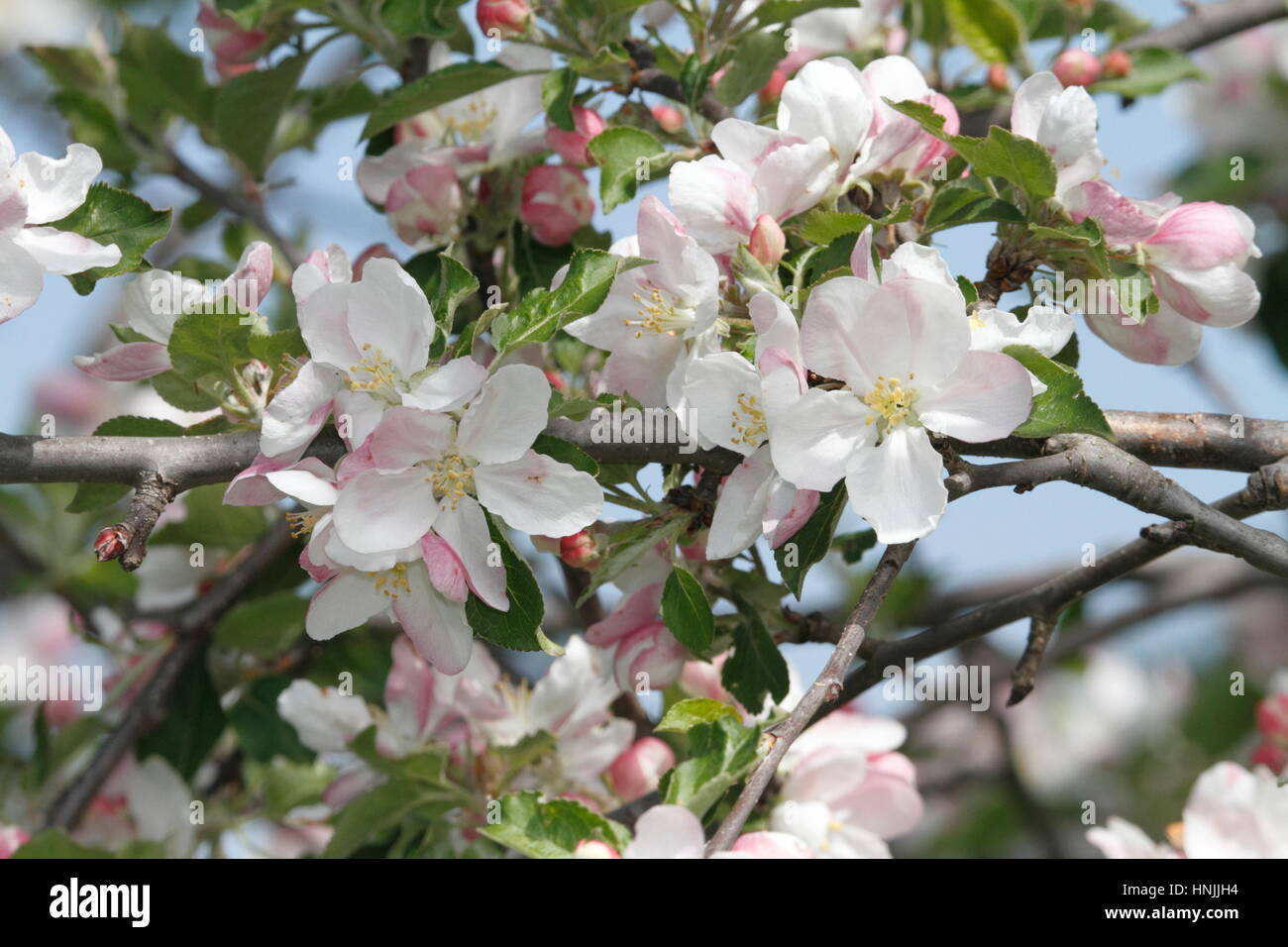 Close up di fiori in primavera. Foto Stock