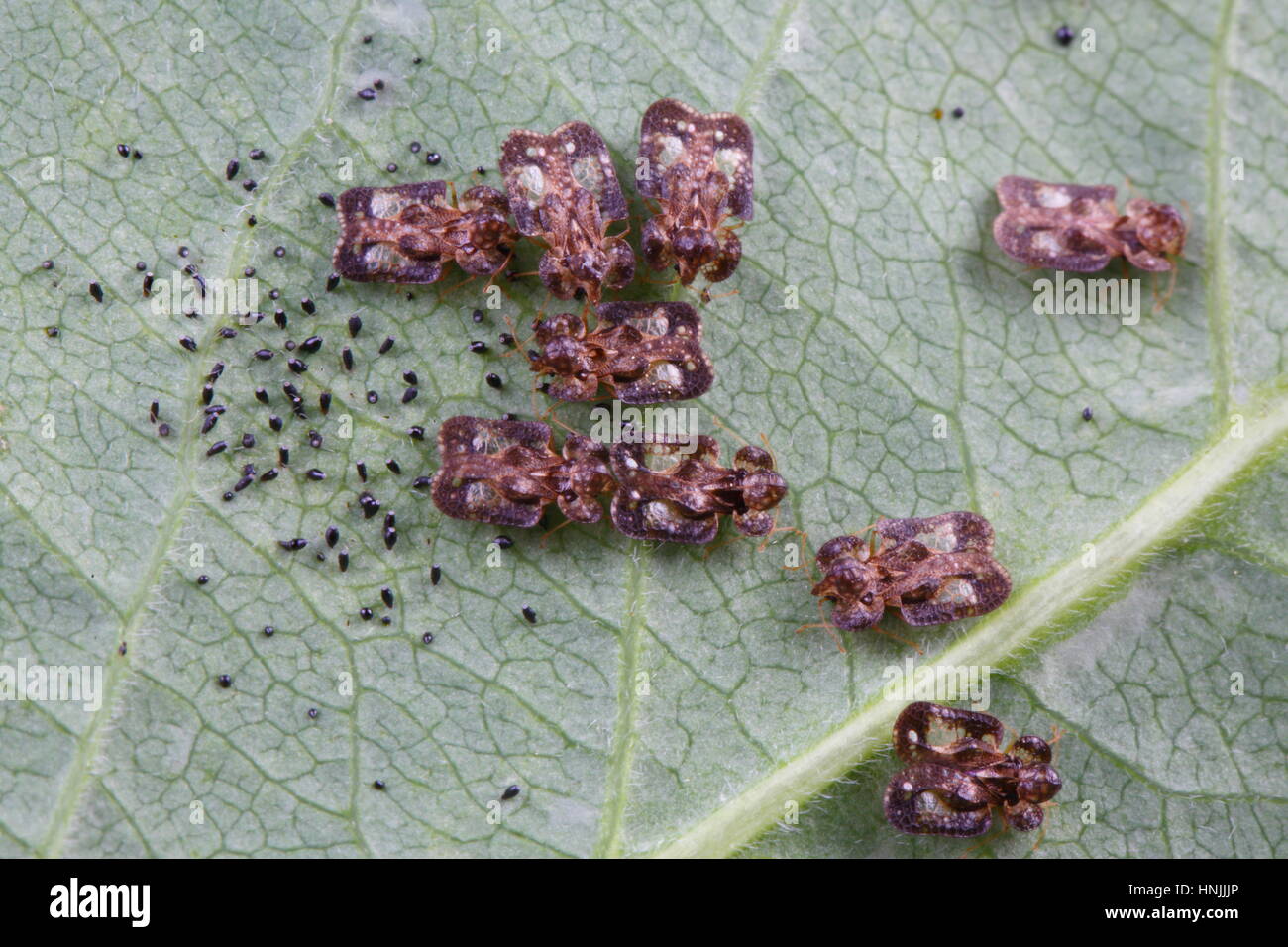 Una colonia di pizzo bug, Corythucha cydoniae, e loro uova sul lato inferiore di una foglia. Lace bugs trascorrere tutta la loro vita su un unico impianto. Foto Stock