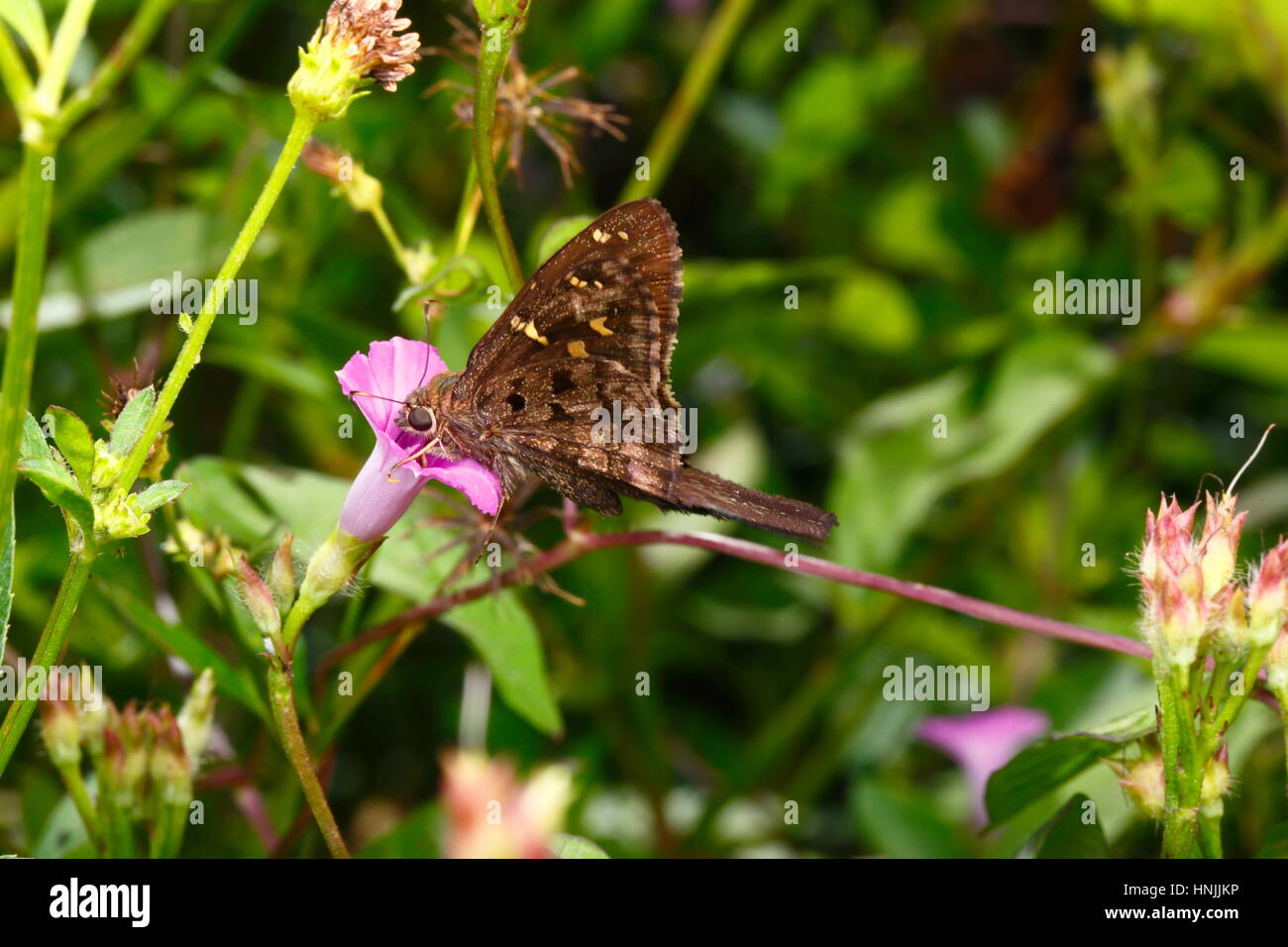 Una lunga coda di skipper butterfly, Urbanus proteus, sorseggiando il nettare da un fiore di colore viola. Foto Stock