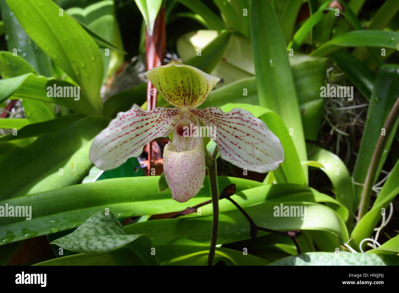 Close up di un ibrido di specie di orchidee. Foto Stock