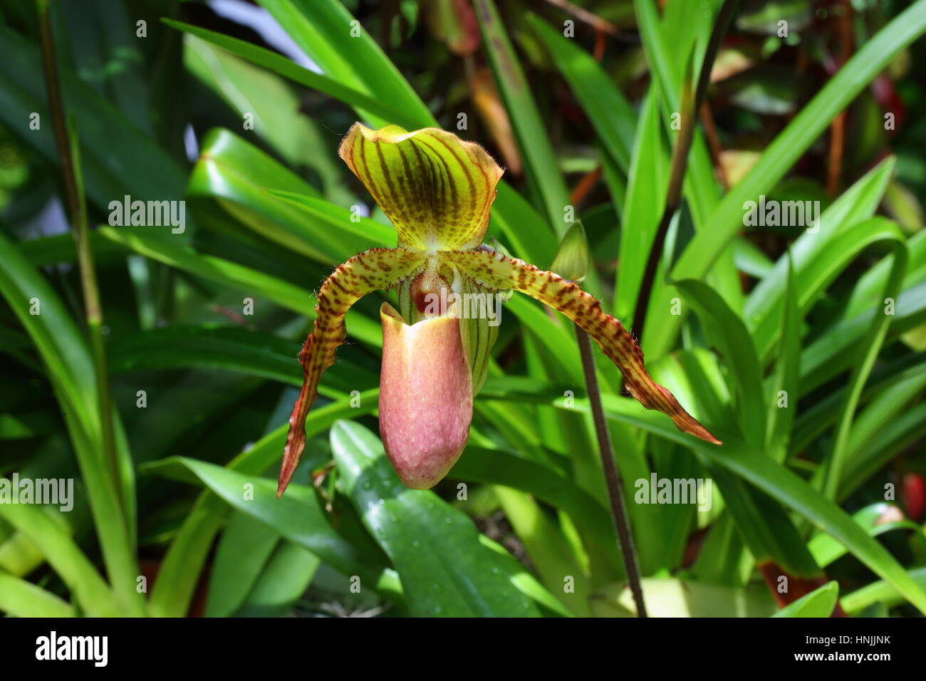Close up di un ibrido di specie di orchidee. Foto Stock