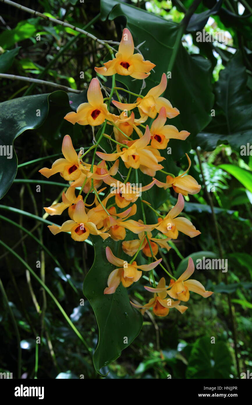Un orchidea, Dendrobium specie, in fiore. Foto Stock