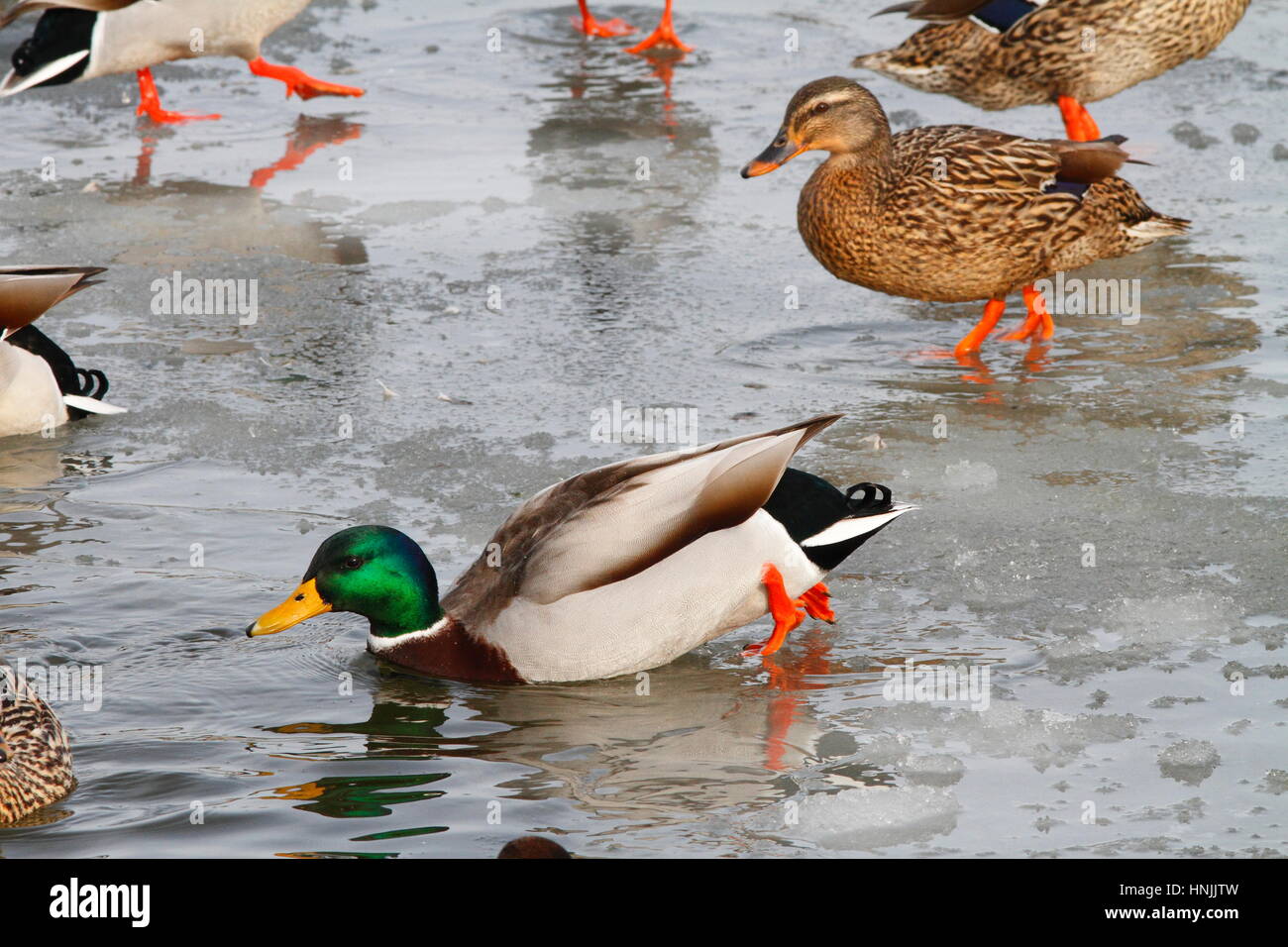 Le anatre bastarde, Anas platyrhynchos, in acqua e sul fiume congelato il ghiaccio. Foto Stock