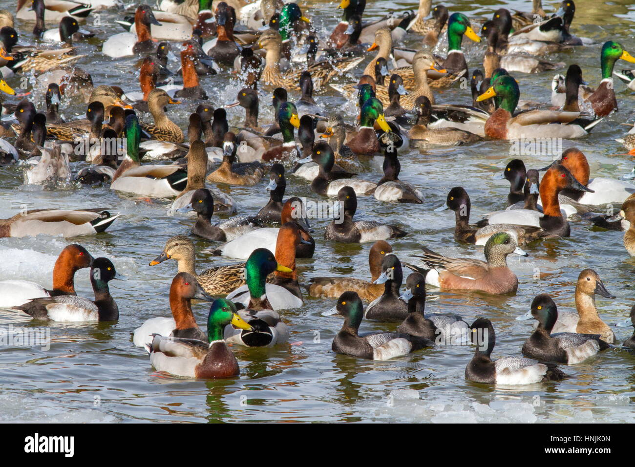 Gli uccelli acquatici diversità: le anatre bastarde, Anas platyrhynchos, lesser scaup anatre, Aythya affinis, American wigeon anatre, Anas americana, canvasback anatre, Aythya valiseria. Foto Stock