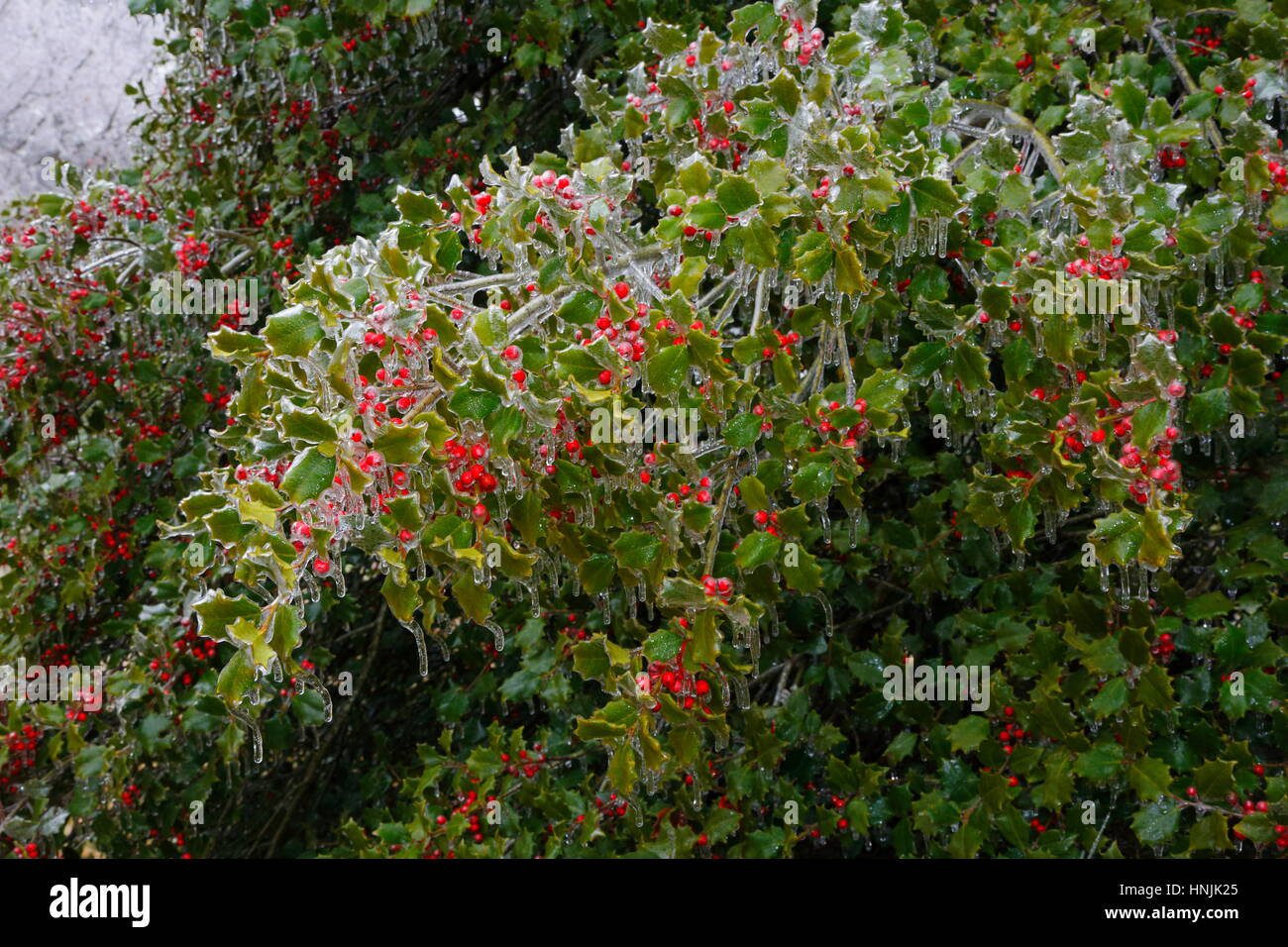 Una fotografia panoramica di icy holly bacche dopo una tempesta di ghiaccio. Foto Stock