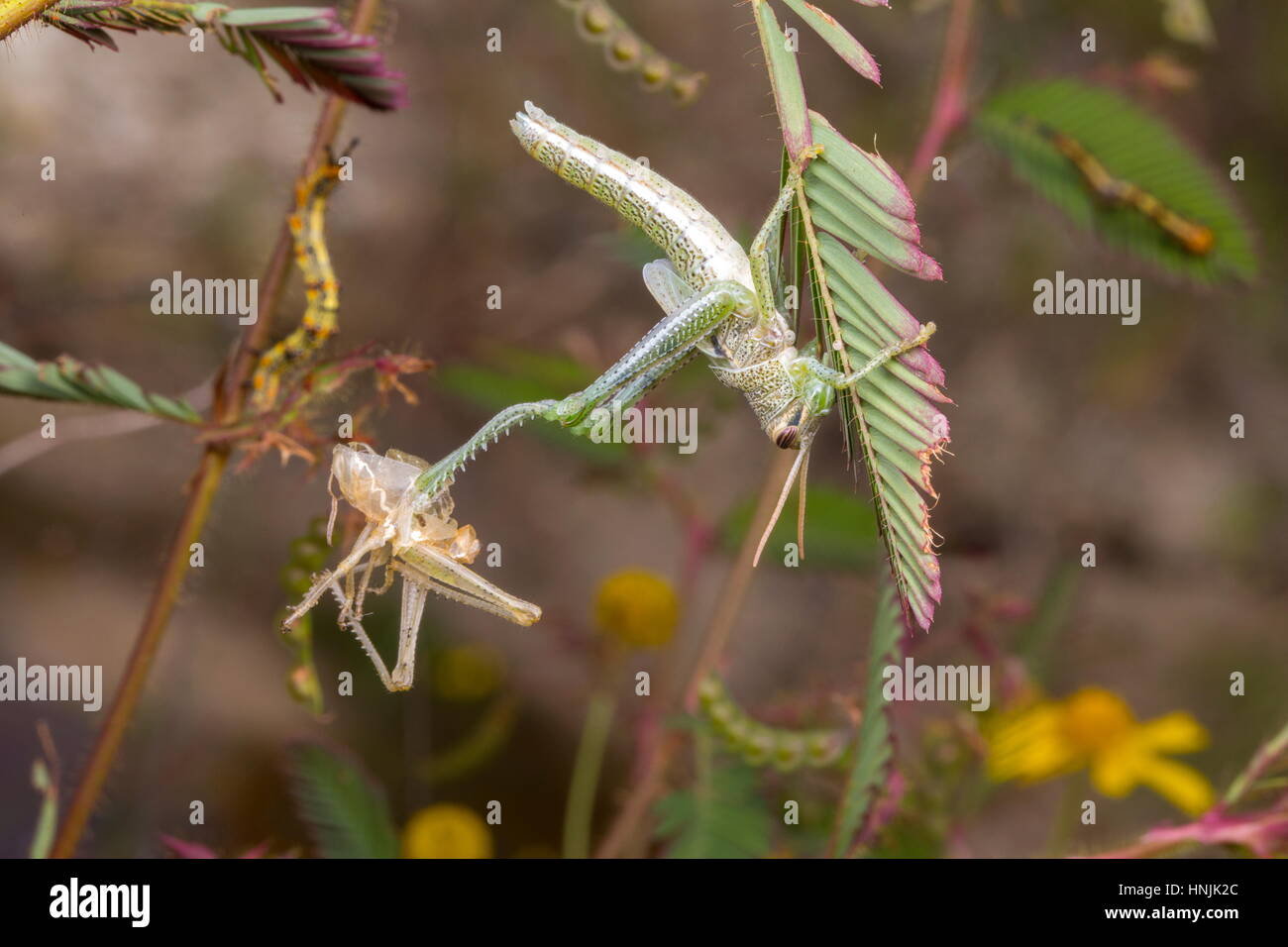 Un unidentified grasshopper specie muta. Foto Stock