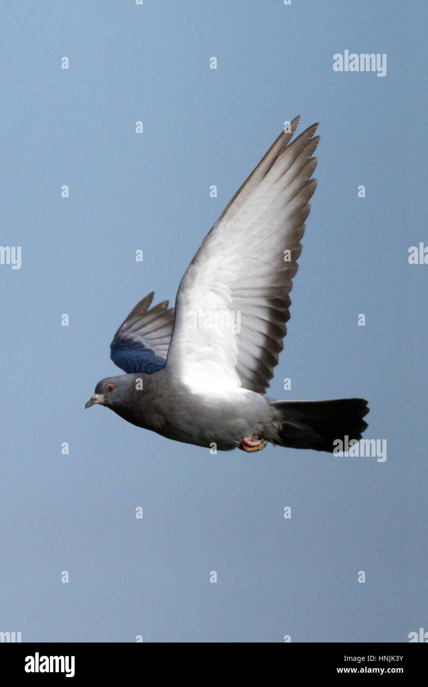 Un piccione o rock colomba, Columba livia, volare in un cielo blu. Foto Stock