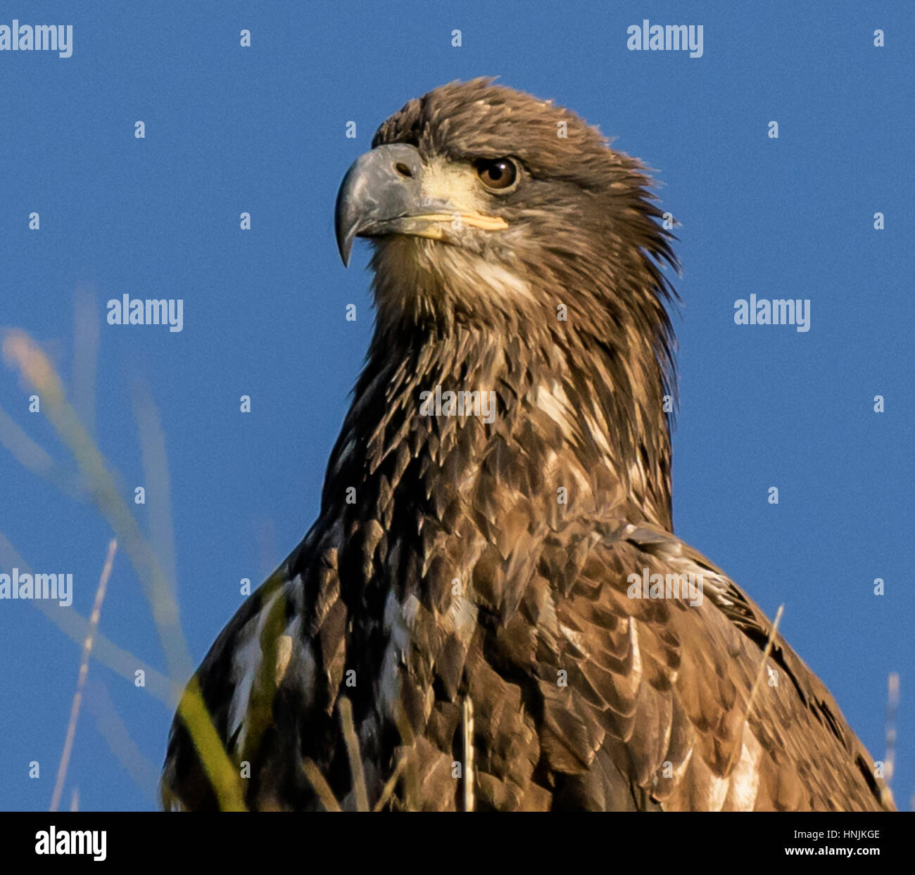 Yellowstone Eagle Foto Stock